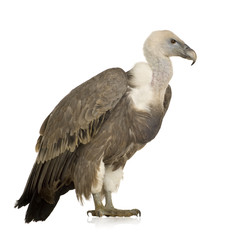 Griffon Vulture - Gyps fulvus