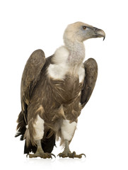 Griffon Vulture - Gyps fulvus