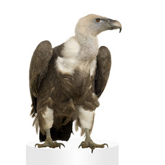 Griffon Vulture - Gyps fulvus