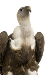 Griffon Vulture - Gyps fulvus