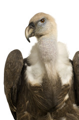 Griffon Vulture - Gyps fulvus