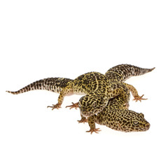 Leopard gecko in front of a white background