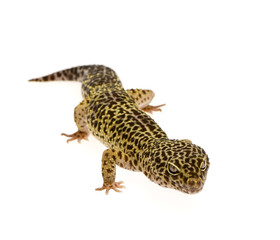 Leopard gecko in front of a white background