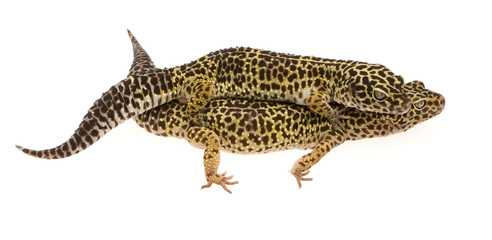 Leopard gecko in front of a white background