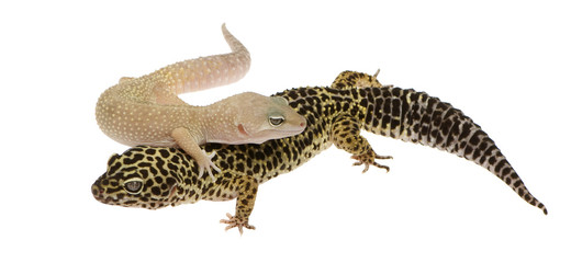 Leopard gecko in front of a white background