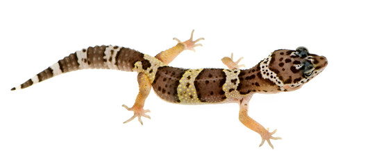 Leopard gecko in front of a white background