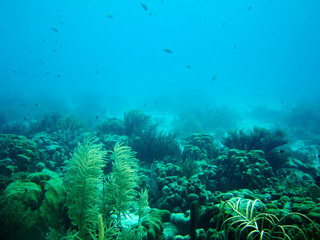 Fototapeta na wymiar Rafa koralowa na Bonaire, Morze Karaibskie