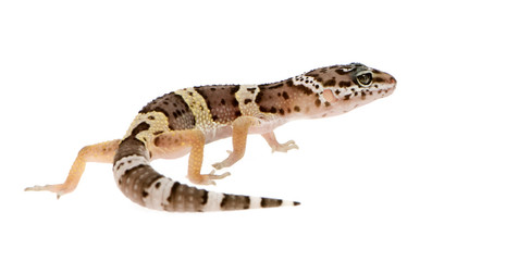 Leopard gecko in front of a white background
