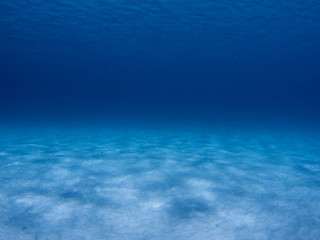 Scène sous-marine dans la mer des Caraïbes