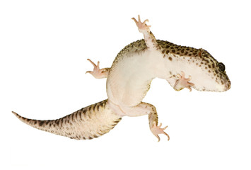 Leopard gecko in front of a white background