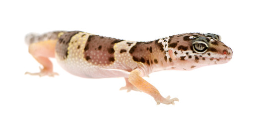 Leopard gecko in front of a white background