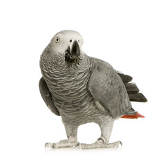 Fototapeta premium African Grey Parrot in front of a white background