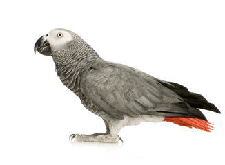 African Grey Parrot  in front of a white background