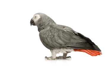 African Grey Parrot  in front of a white background