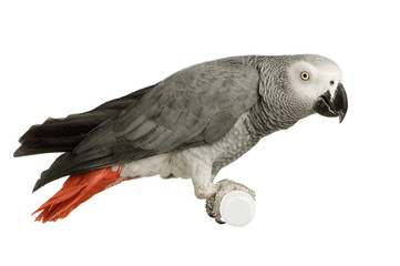 African Grey Parrot - Psittacus erithacus