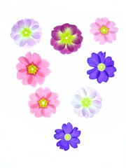 Close-up of primula flowers against white background