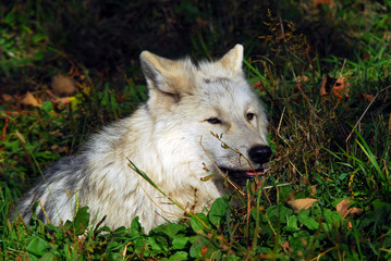 Arctic wolf