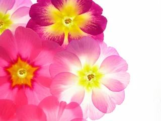 Photo sur Plexiglas Macro Close-up de fleurs de primevère contre fond blanc