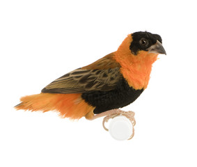Northern Red Bishop - Euplectes franciscanus 