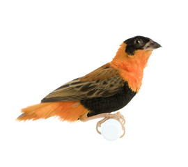 Northern Red Bishop - Euplectes franciscanus 