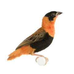 Northern Red Bishop - Euplectes franciscanus 