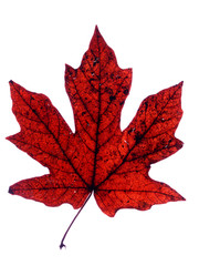 Dried red maple leaf isolated on white