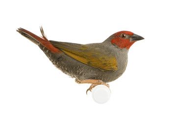 Red-headed Finch in front of a white background