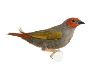 Red-headed Finch - Amadina erythrocephala 