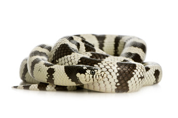 California Kingsnake - Lampropeltis getulus californiae 