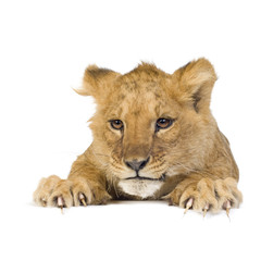 Fototapeta premium Lion Cub (5 months) in front of a white background