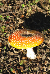 Wild mushroom in the field.
