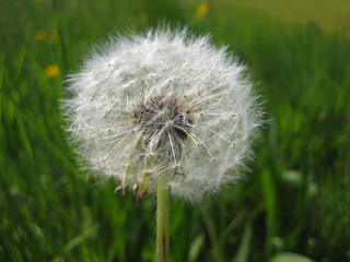 Fototapeta premium Pusteblume