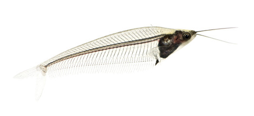 Glass catfish - krypthopterus biccirhis