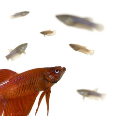 Siamese fighting fish in front of a white background