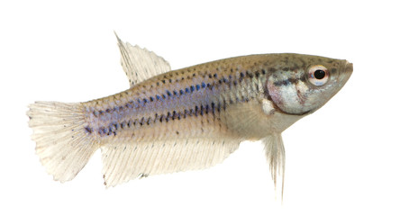 Female Siamese fighting fish in front of a white background