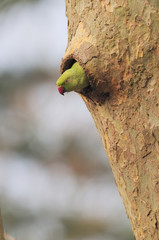 Perruche à Collier parc de sceaux