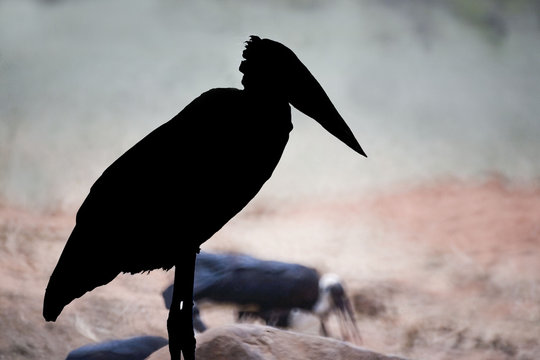 Kenya : parc Tsavos : marabout