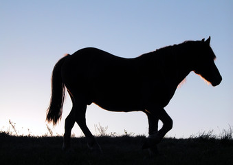 Running horse silhouette at sunset or sunrise