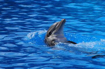 Naklejka premium flipper