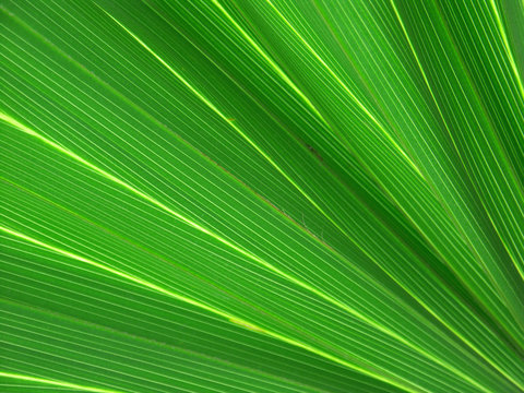 Fototapeta palme éventail
