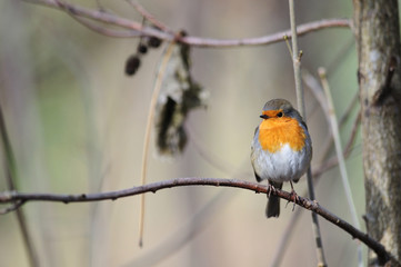 Fototapeta premium rouge gorge Erithacus rubecula rouge-gorge rougegorge