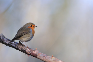 rouge gorge Erithacus rubecula rouge-gorge rougegorge