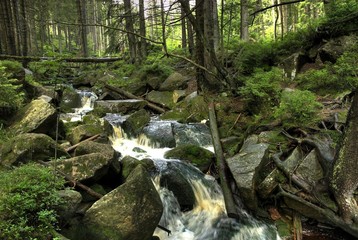 Bach im Harz