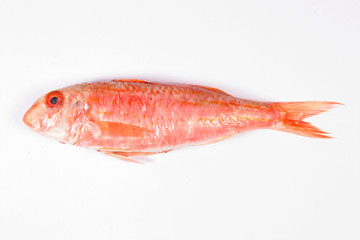Single fish on white