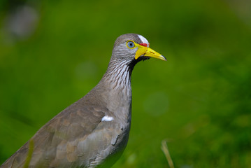 Senegal Wattled Plover