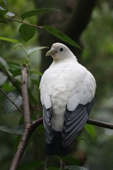 White Dove