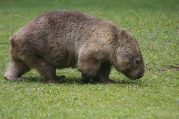 wombat