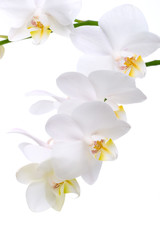 Naklejka na ściany i meble Gorgeous biały phalaenopsis kwiat orchidei