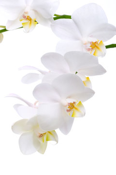 Gorgeous white phalaenopsis orchid flower