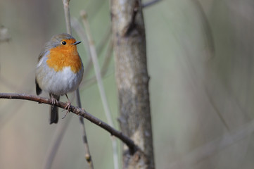 rouge gorge Erithacus rubecula rouge-gorge rougegorge